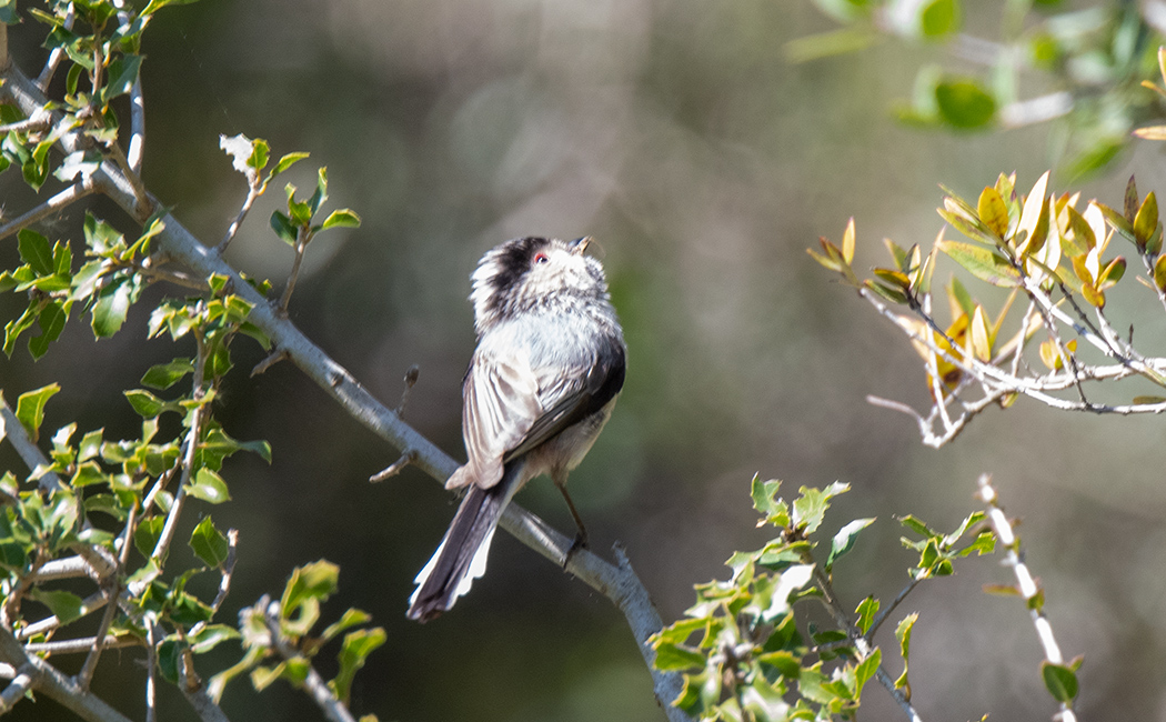 Long-tailed Tit