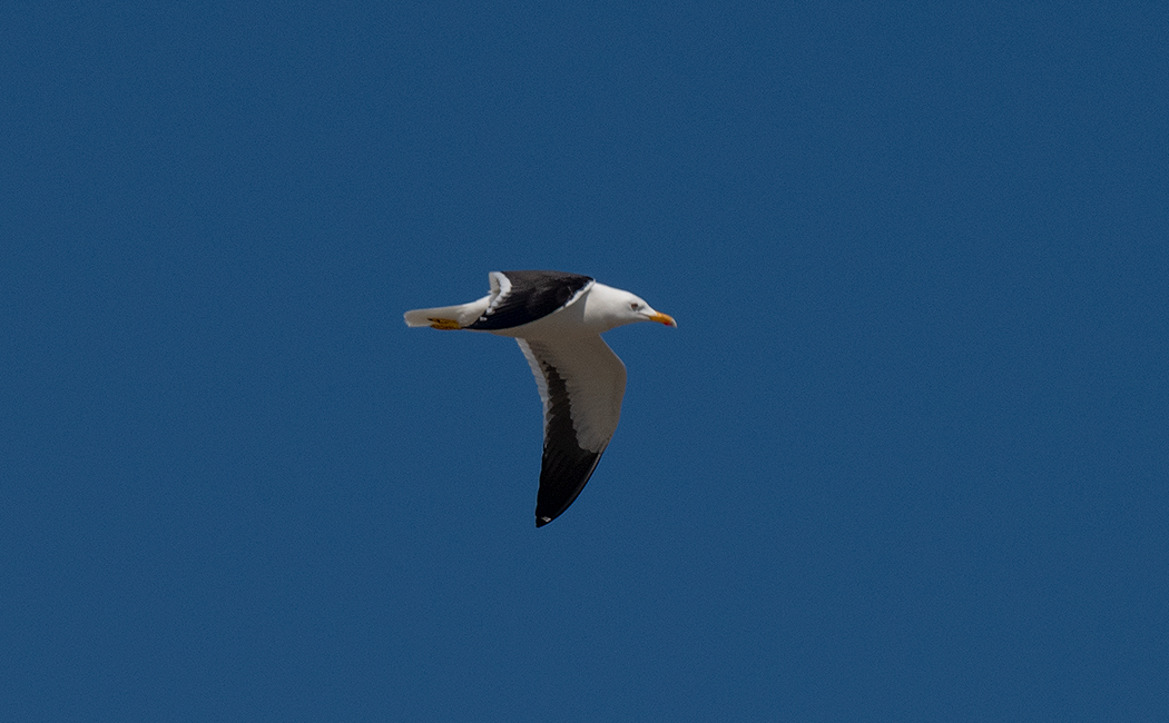 Lesser Black-backed Gull