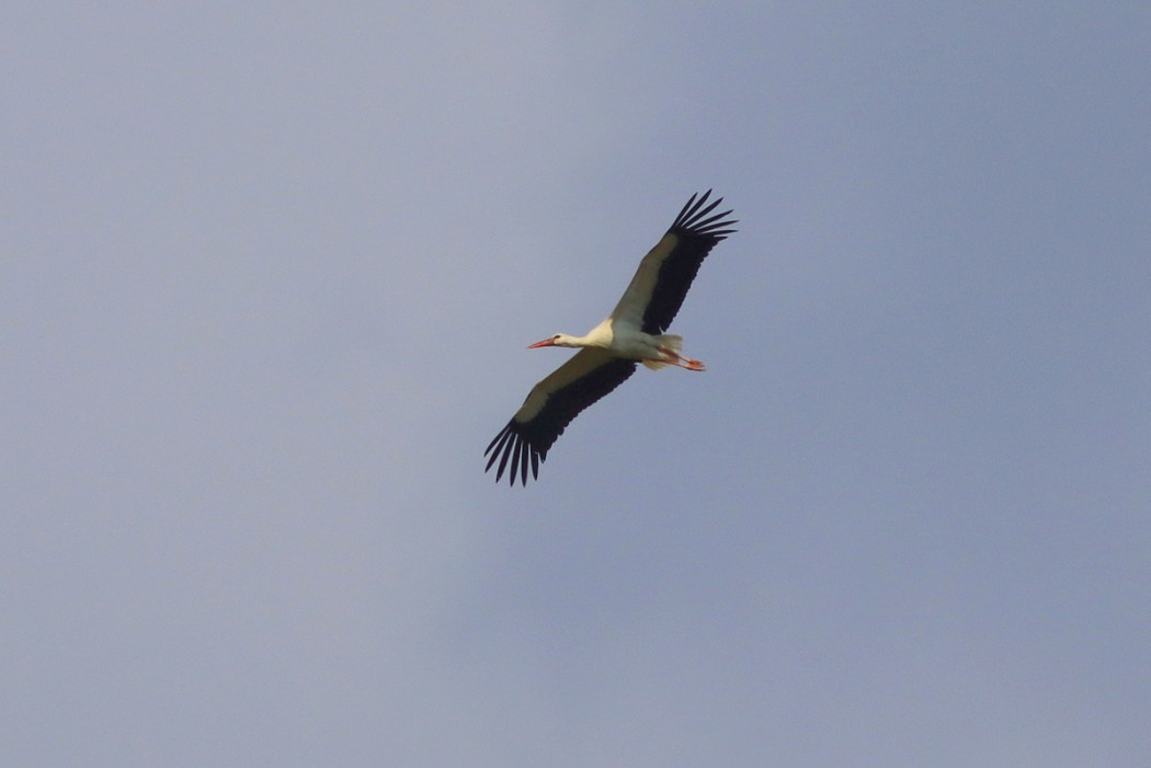 White Stork