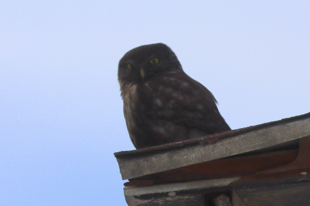 Little Owl