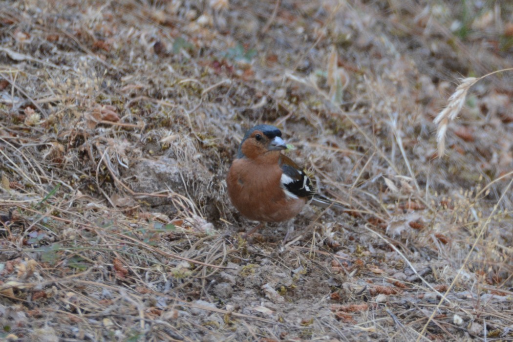Common Chaffinch