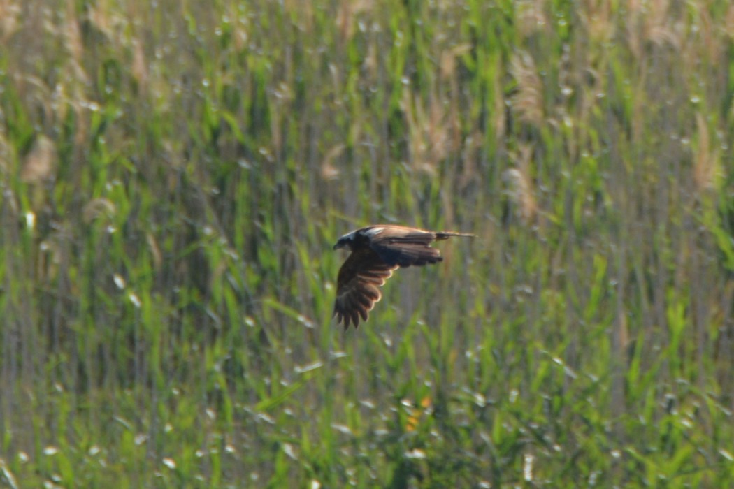 Western Marsh Harrier