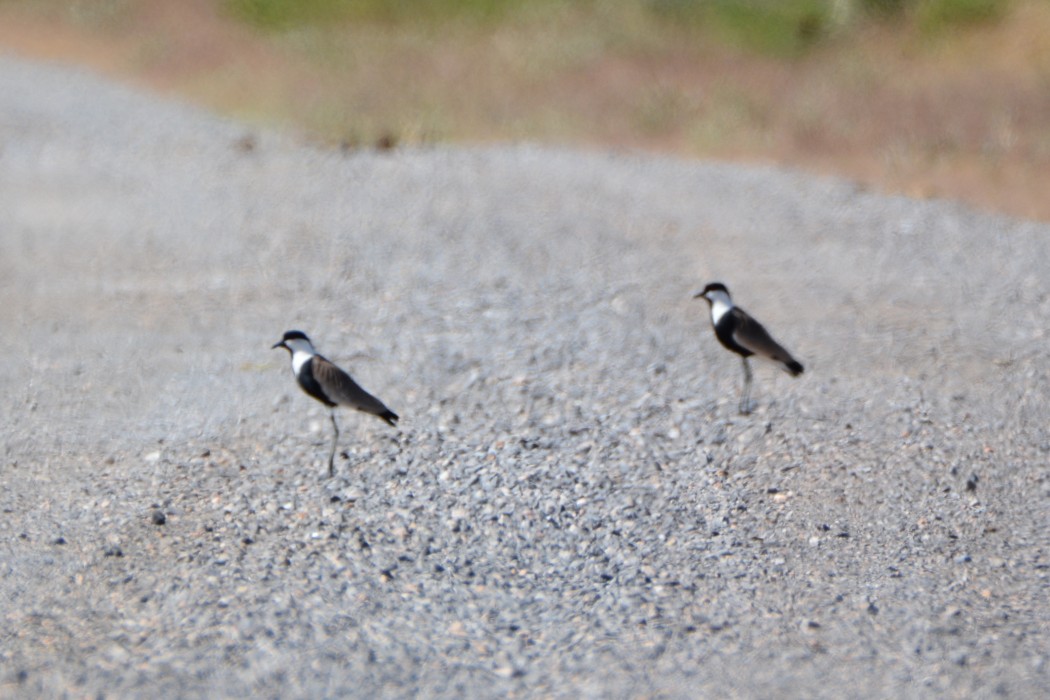 Spur-winged Lapwing
