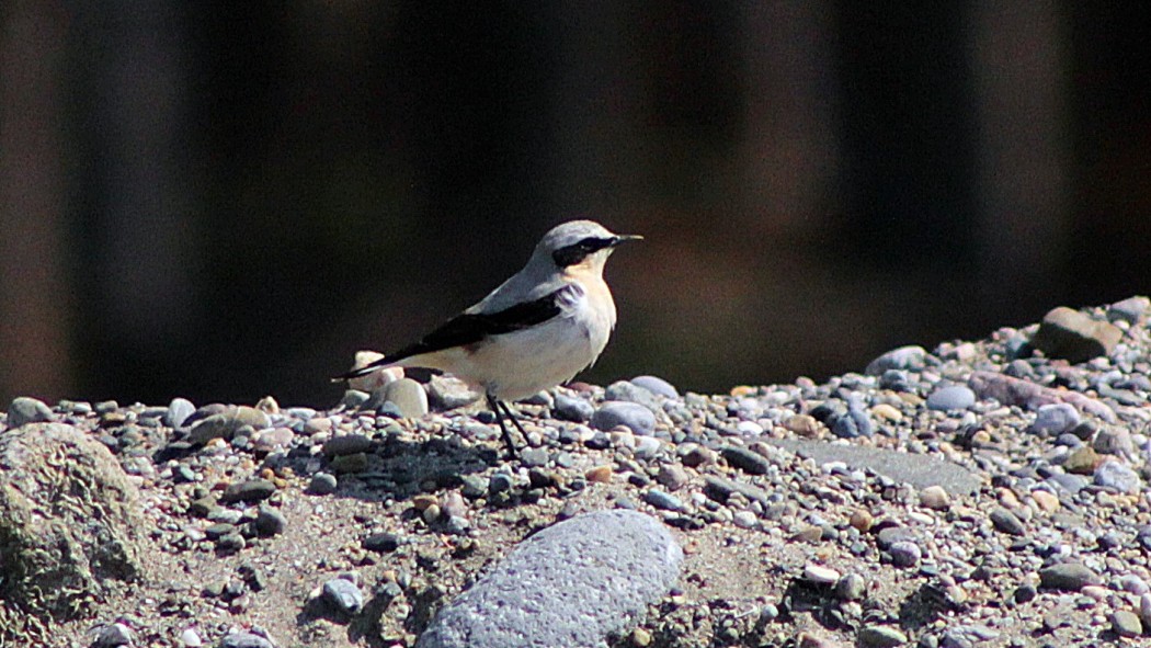 Northern Wheatear