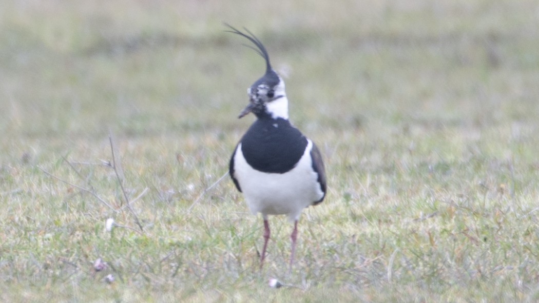 Northern Lapwing