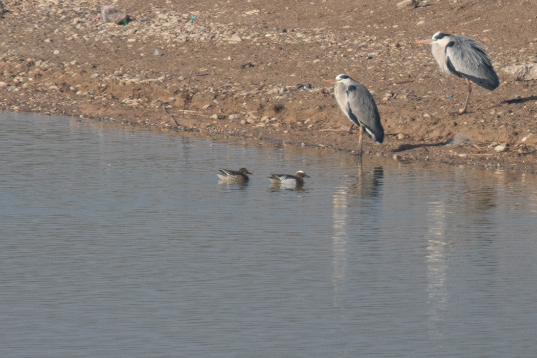 Garganey