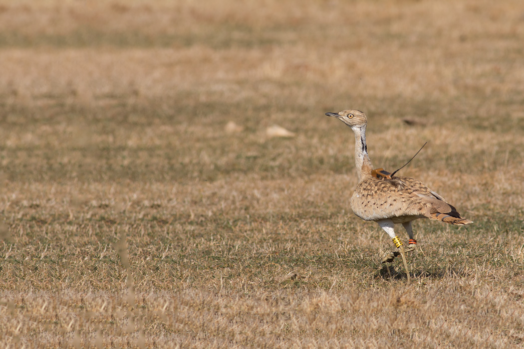Asian Houbara