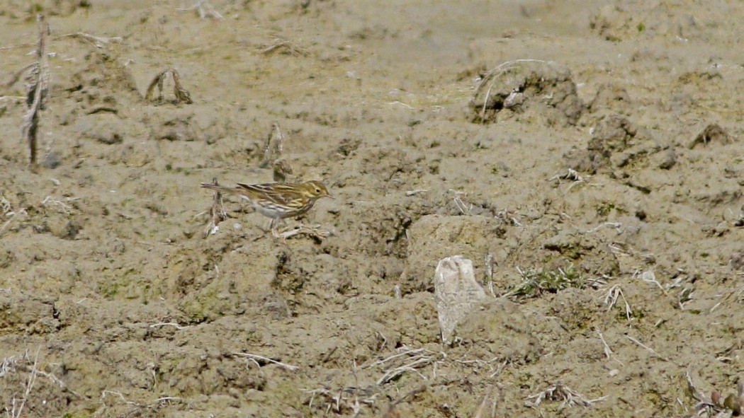 Meadow Pipit