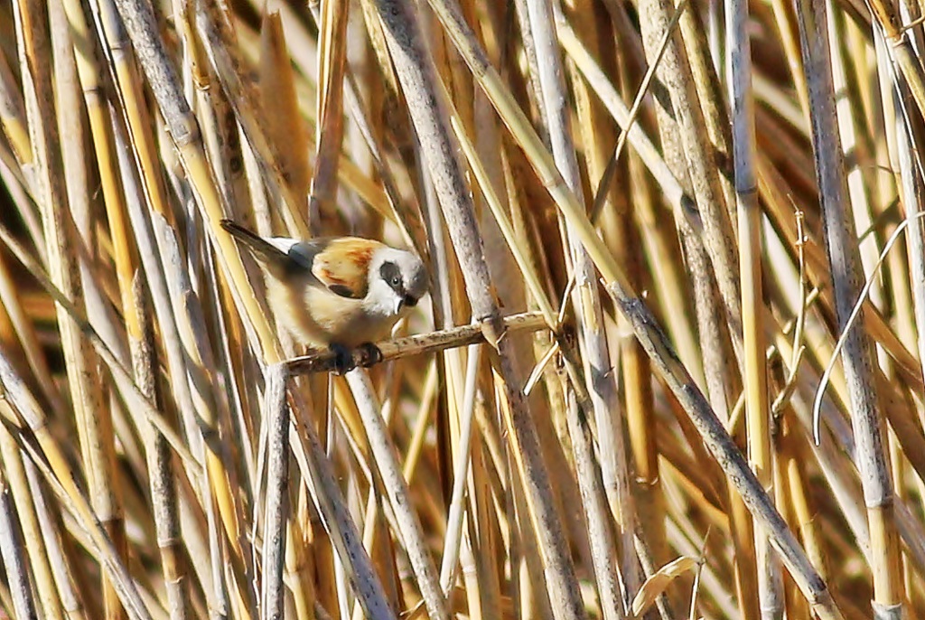 Eurasian Penduline Tit