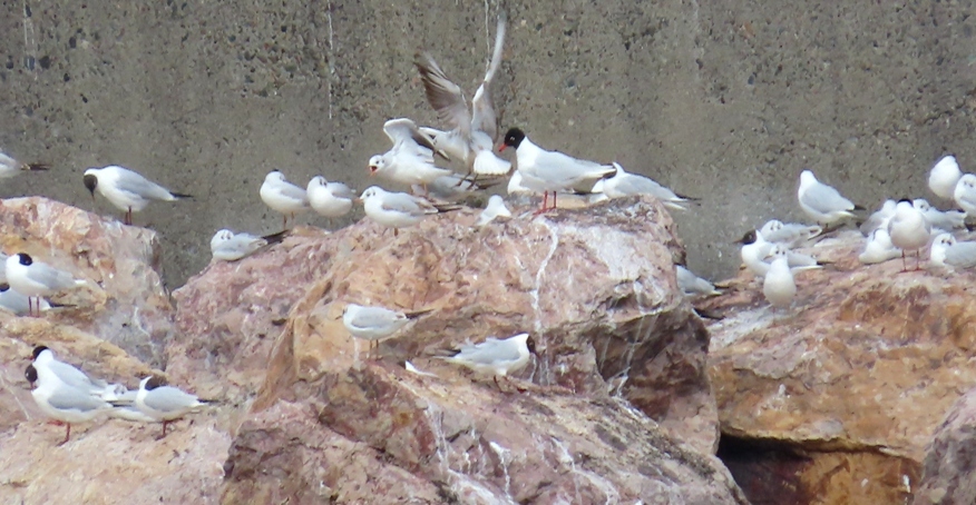 Mediterranean Gull
