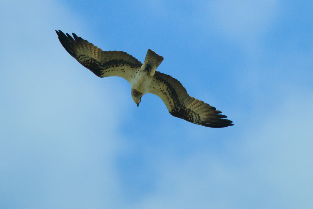 Osprey