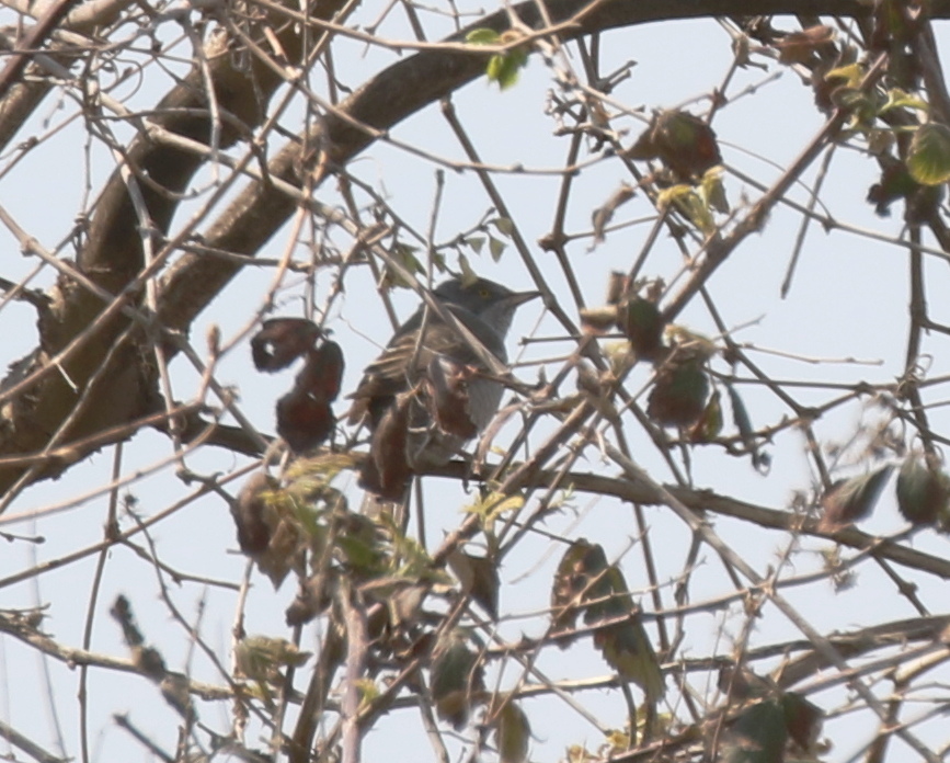 Barred Warbler