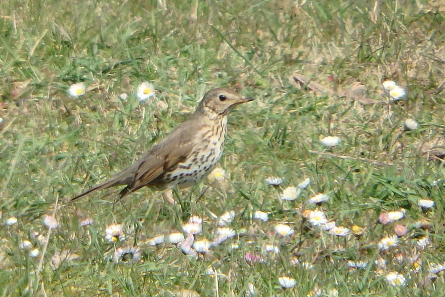 Song Thrush