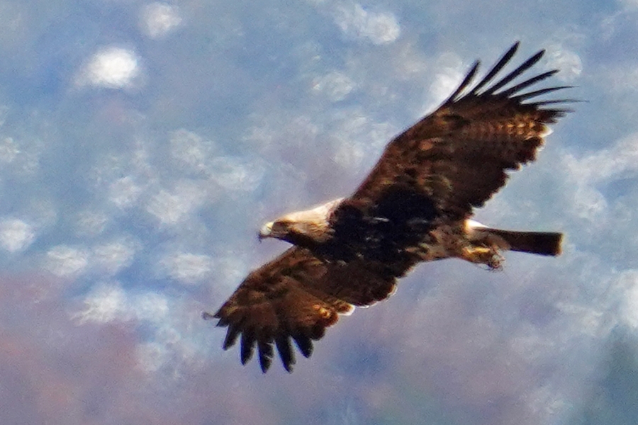Kaya Kartalı