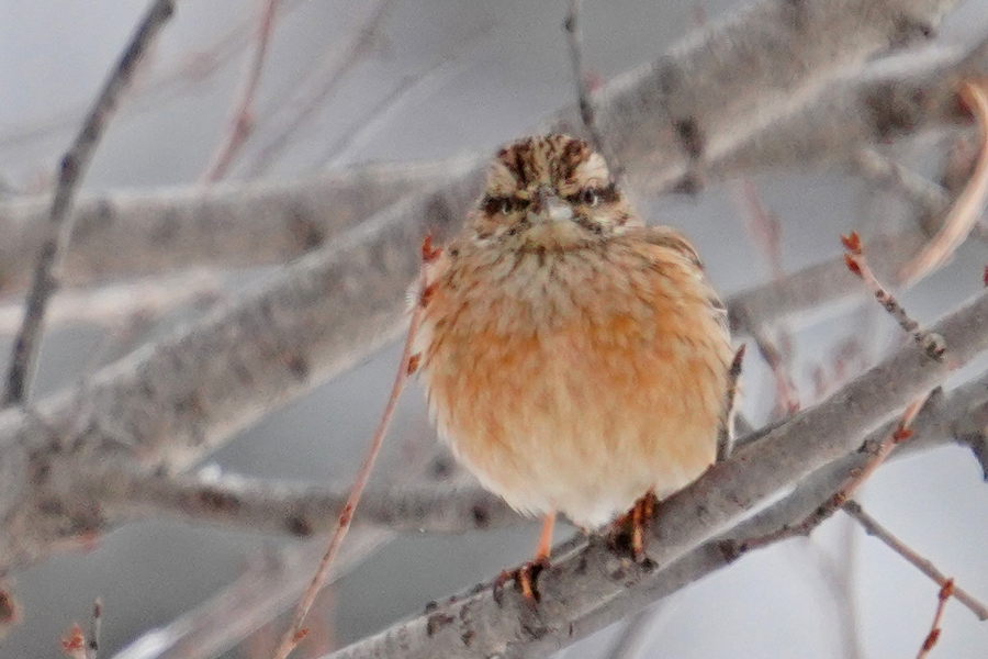 Rock Bunting