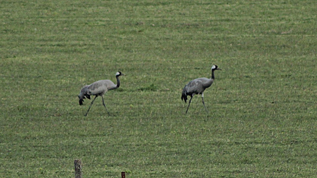 Common Crane
