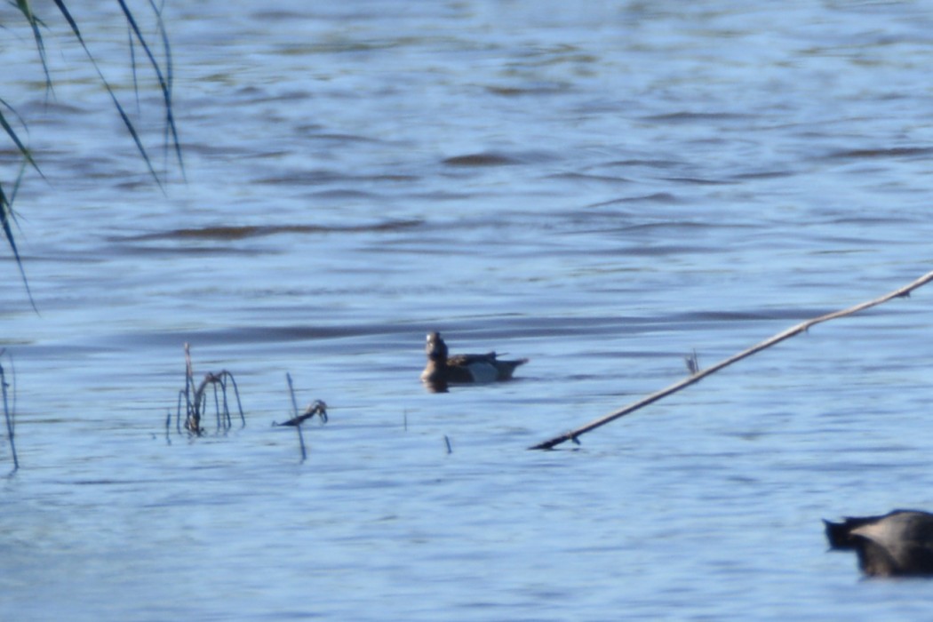 Garganey