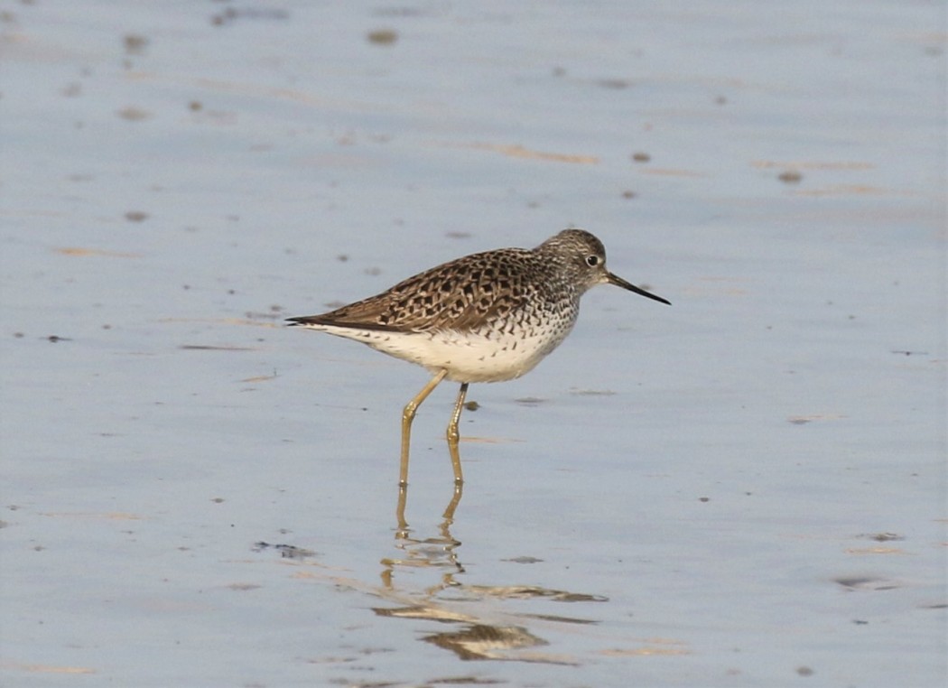 Marsh Sandpiper