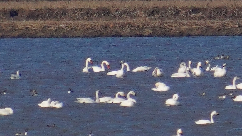 Mute Swan