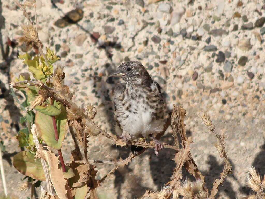 Water Pipit