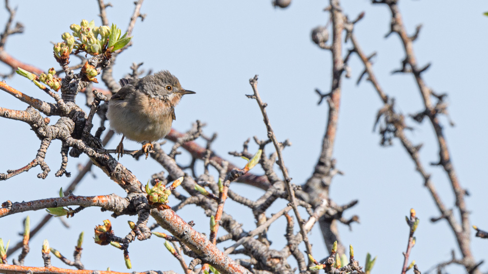Subalpine Warbler