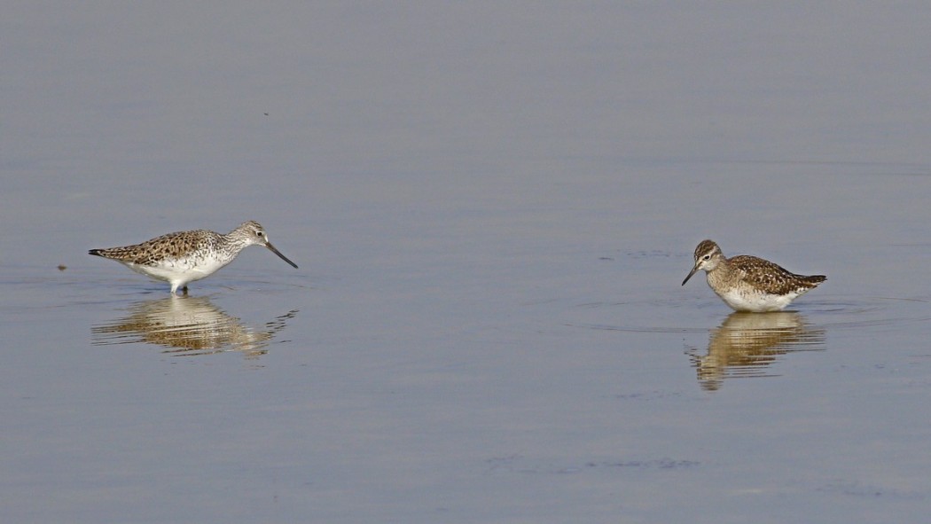 Marsh Sandpiper