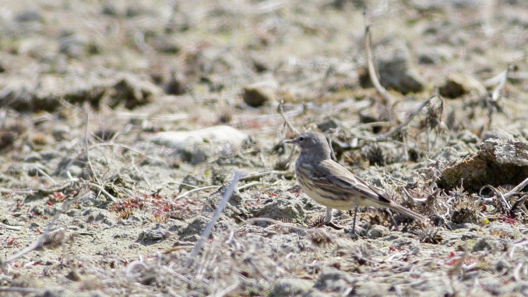 Water Pipit