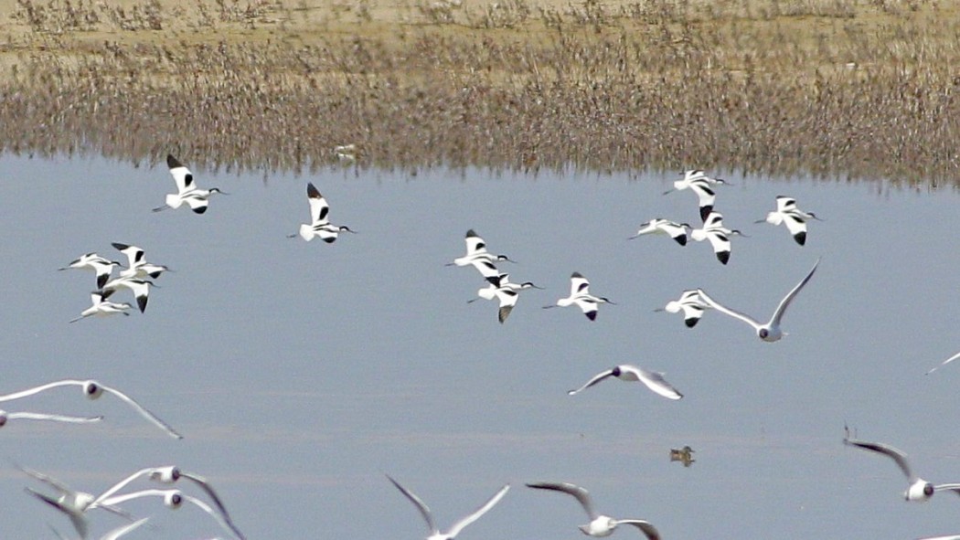Pied Avocet