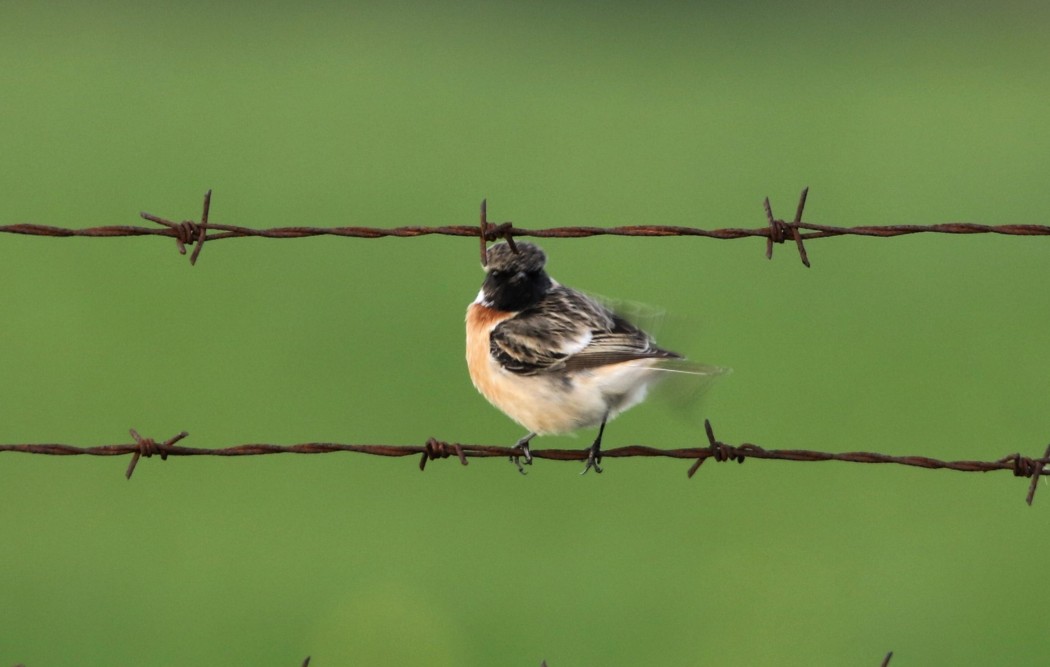 Siberian Stonechat