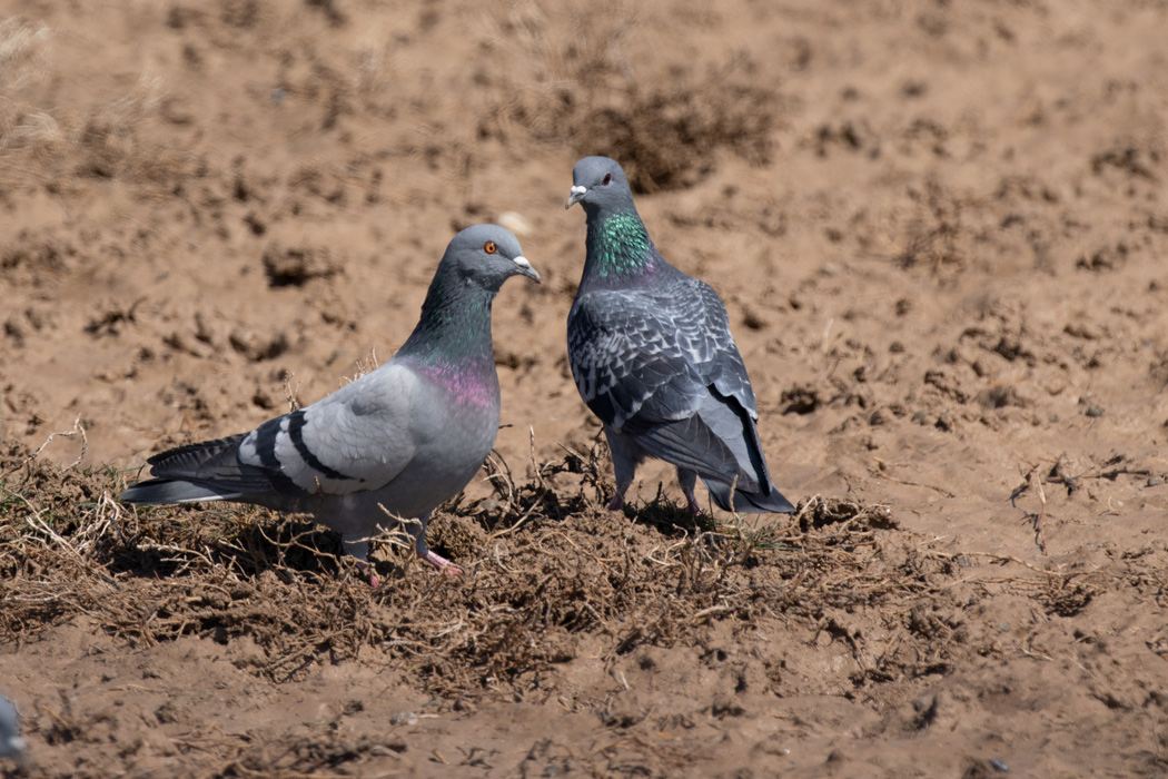Rock Dove