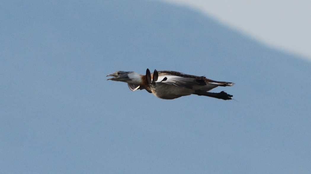 Great Bustard