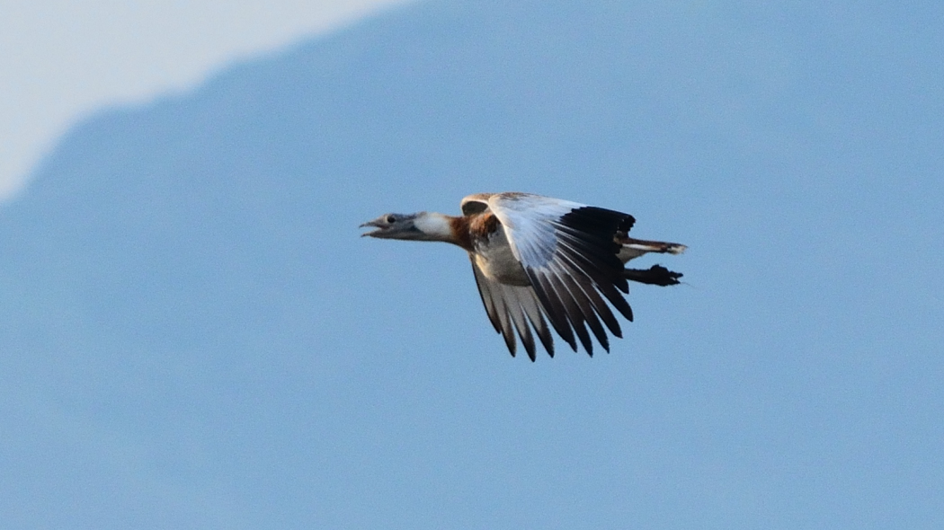 Great Bustard