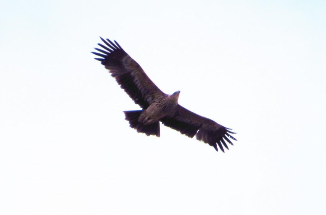 Eastern Imperial Eagle