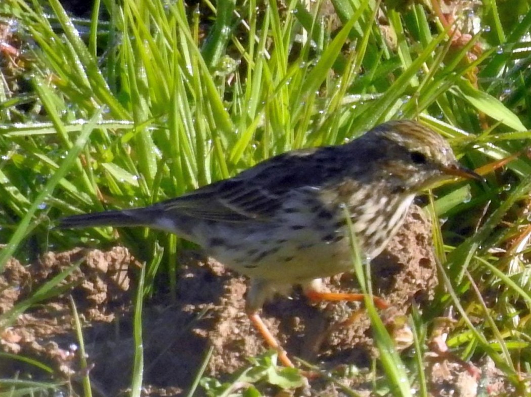 Meadow Pipit