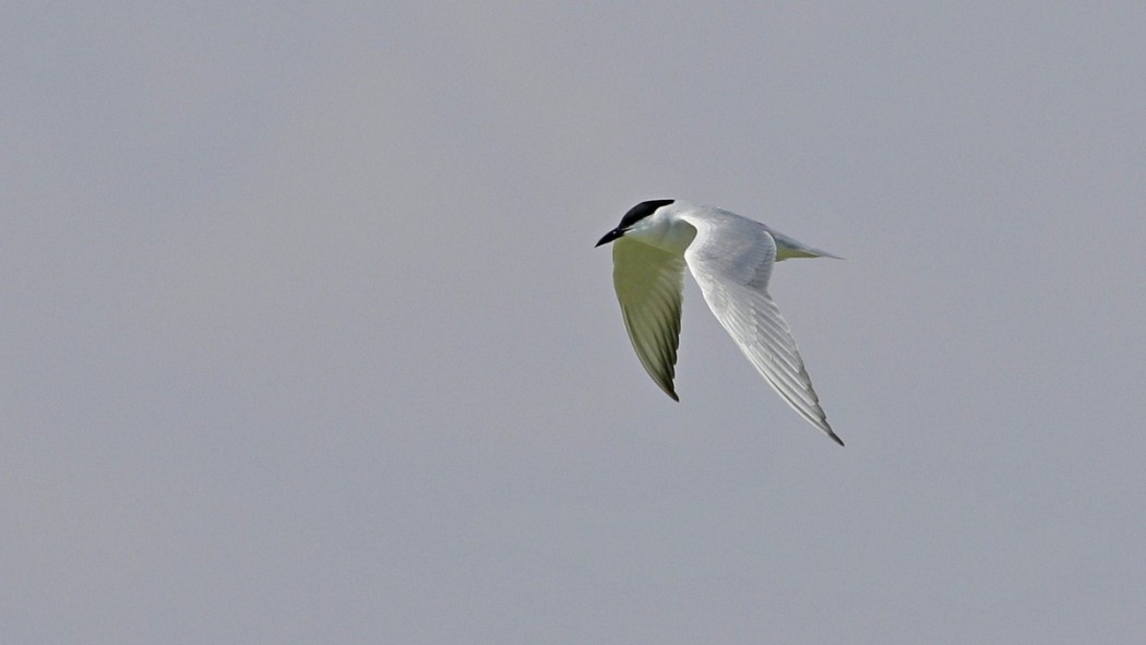 Gull-billed Tern