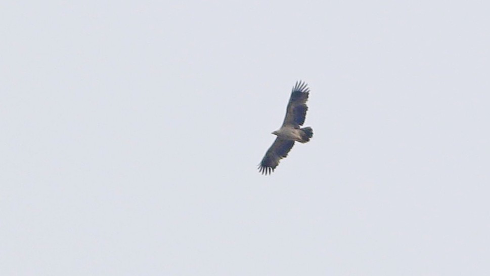 Eastern Imperial Eagle