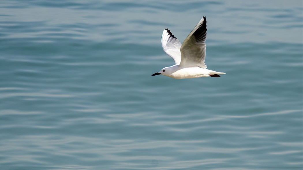 Slender-billed Gull