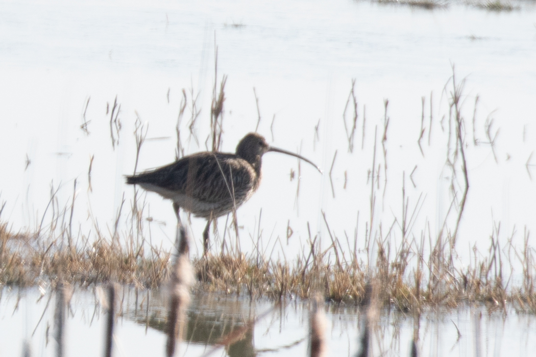 Eurasian Curlew