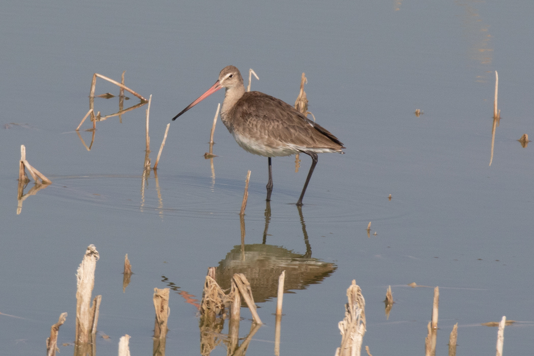 Black-tailed Godwit
