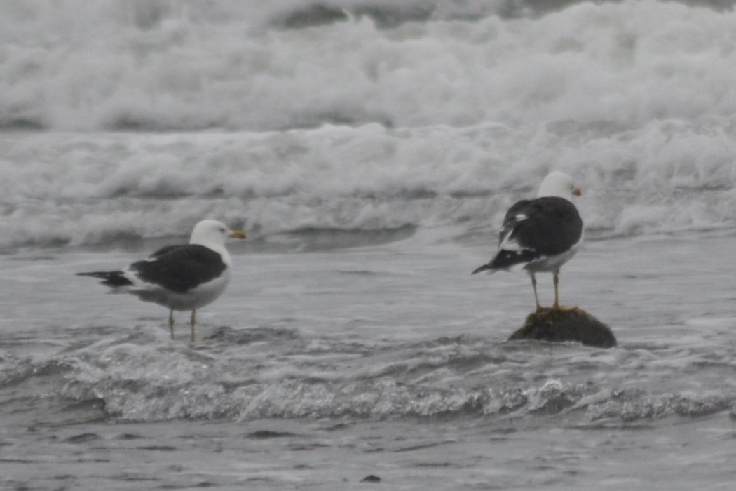 Lesser Black-backed Gull