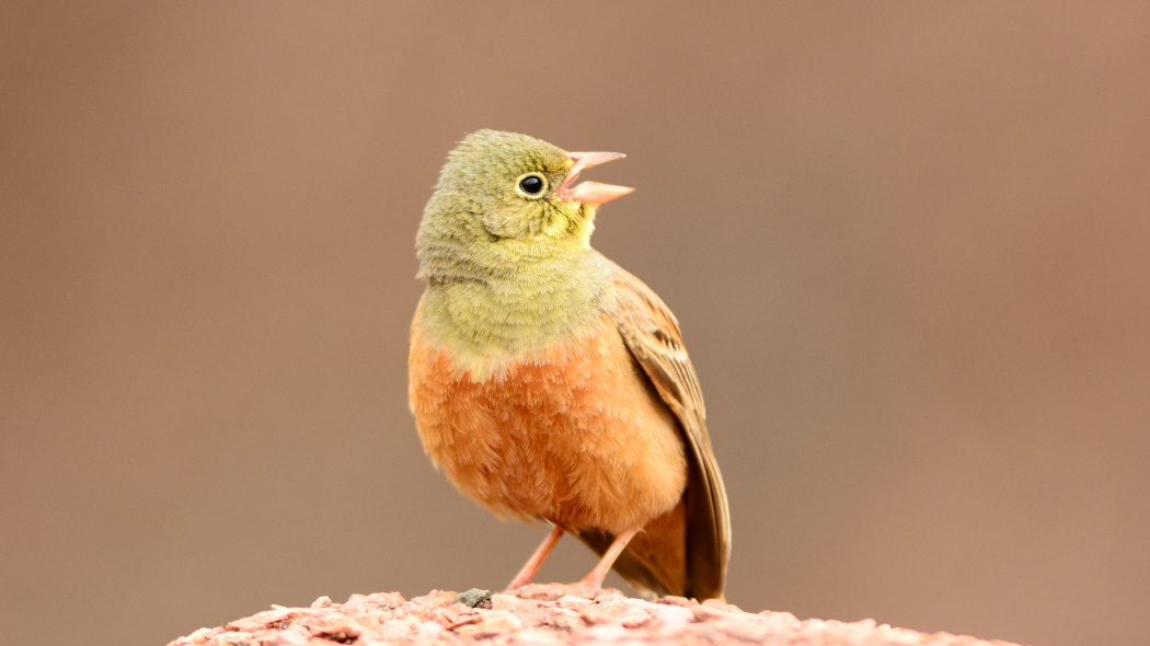 Ortolan Bunting