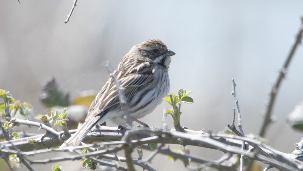 Common Reed Bunting