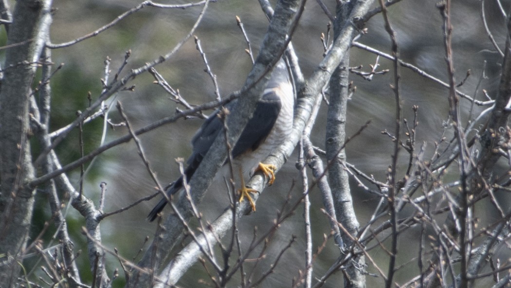 Eurasian Sparrowhawk