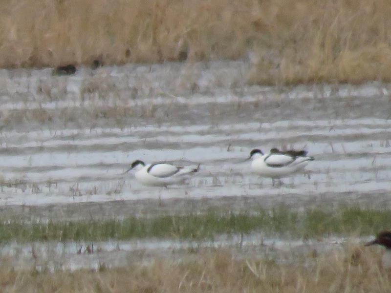 Pied Avocet