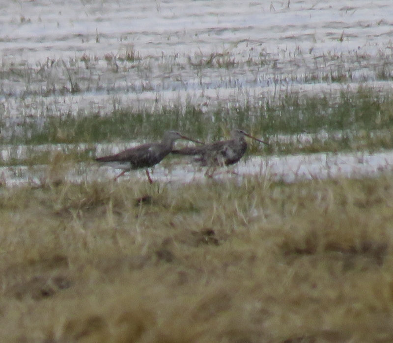 Spotted Redshank