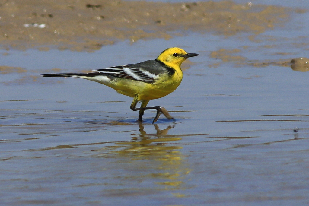 Citrine Wagtail