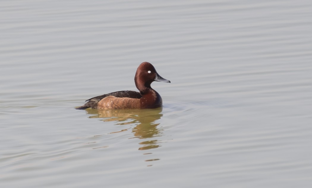 Ferruginous Duck