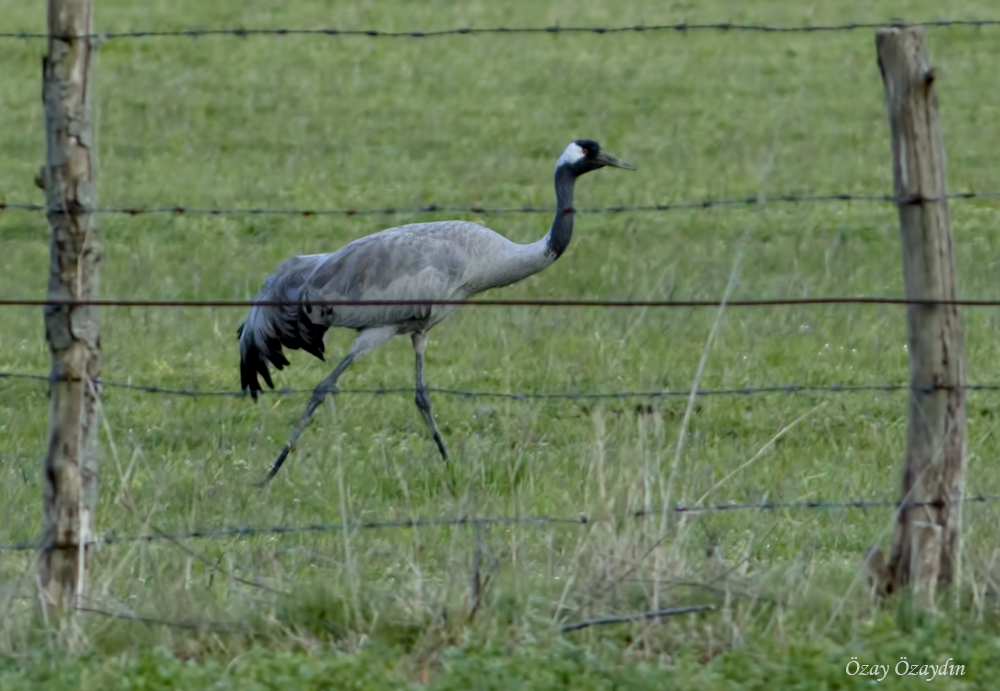 Common Crane