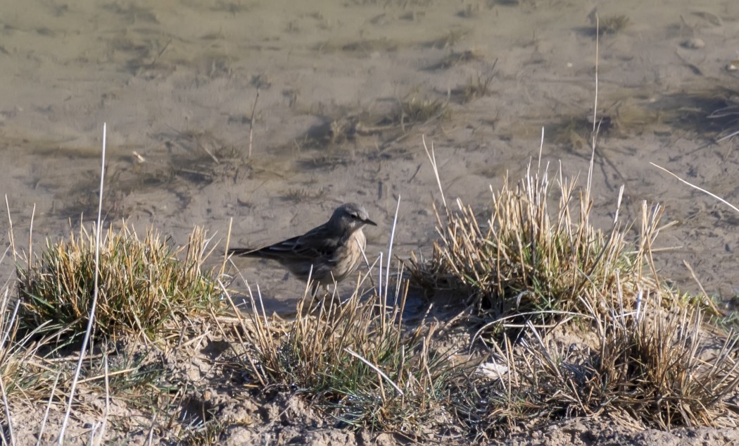 Water Pipit