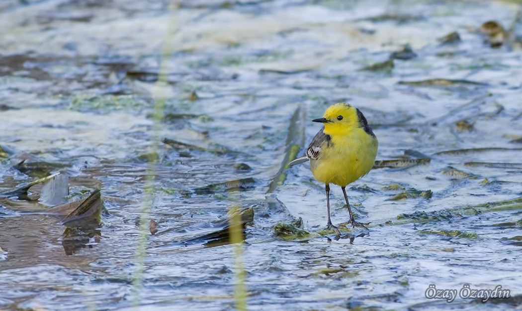 Citrine Wagtail